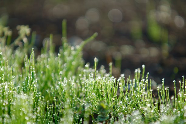 清晨的露珠和问荆图片下载