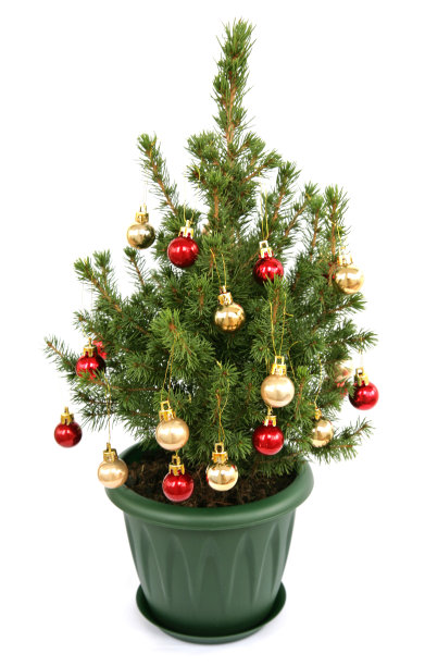 白色背景上的圣诞树图片下载