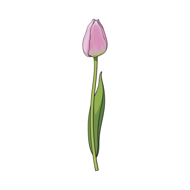 手绘侧视图粉红色郁金香花图片下载