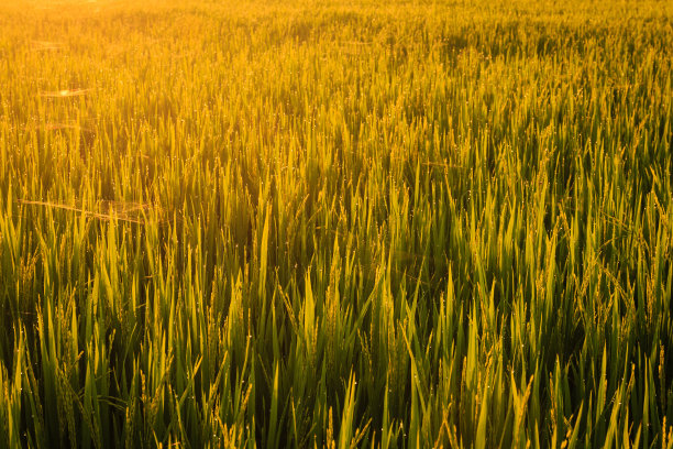 稻田里的晨露图片下载