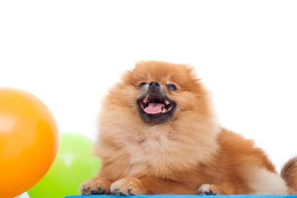 年轻的纯种波美拉尼亚的图片下载