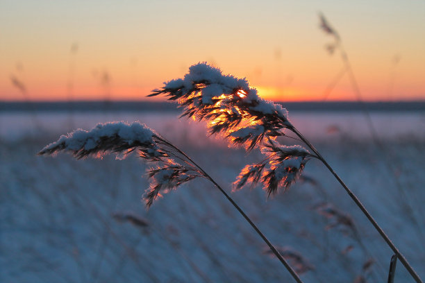 冬天的景色中芦苇上有白霜图片下载