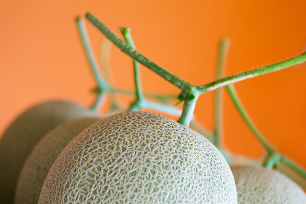 橙色背景的甜瓜果实图片下载