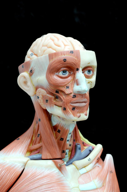 人类肌肉图片下载