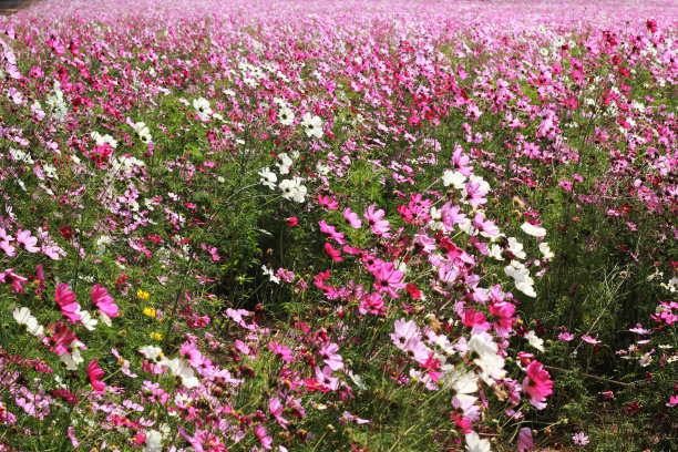 花园里的粉红色宇宙花图片下载