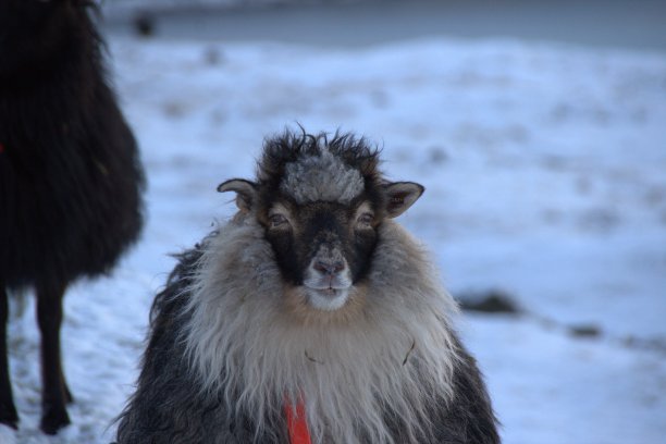 法罗群岛的野生绵羊图片下载