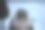 法罗群岛的野生绵羊图片下载