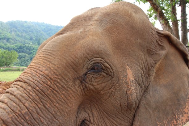 拯救大象的眼睛。图片下载