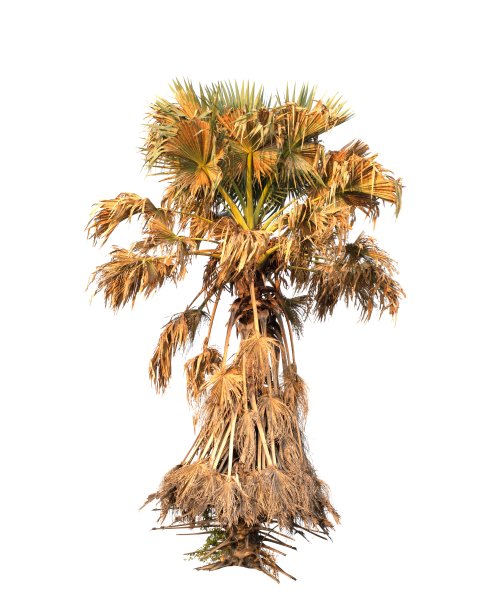 孤立的一棵树图片下载