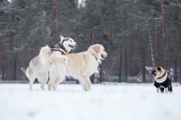 狗在冬天玩耍。素材图片