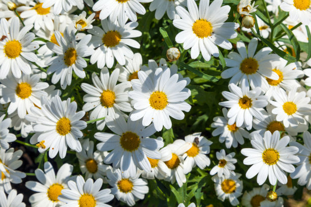 花盆里美丽的雏菊图片下载