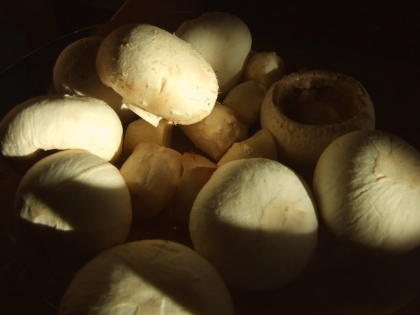 栗蘑菇图片下载