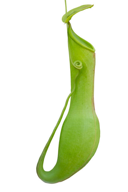 忘忧草或猴子杯在花园里图片下载