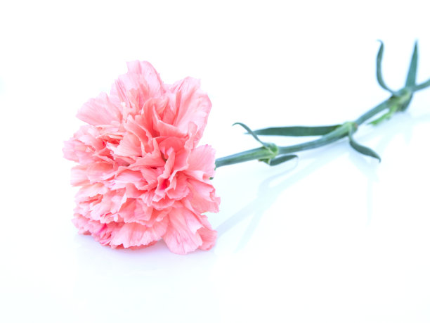 一个橙色的康乃馨。图片下载