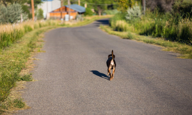 走在路上的狗图片下载
