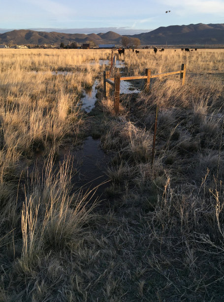 在内华达州卡森市的牧场上，两只鸟飞过一群奶牛图片下载