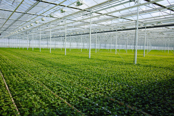 菊花生长在巨大的荷兰温室里，用于商店和拍卖图片下载