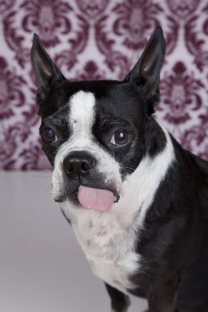 波士顿梗犬图片下载