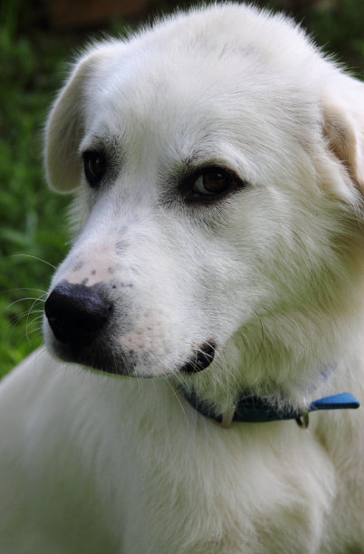 白色家畜守护犬图片下载