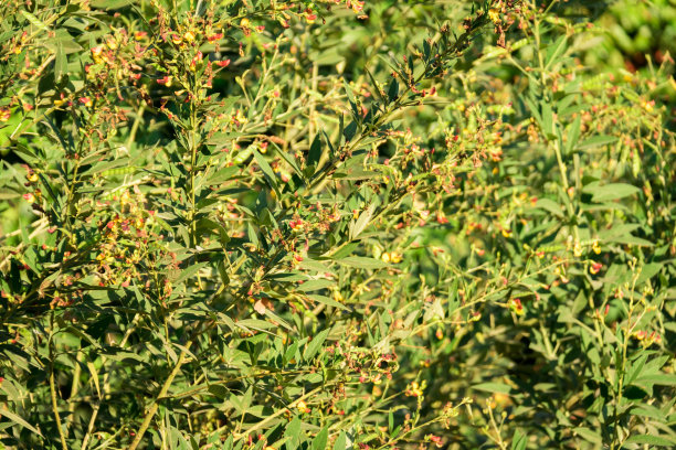 叶子的背景。图片下载