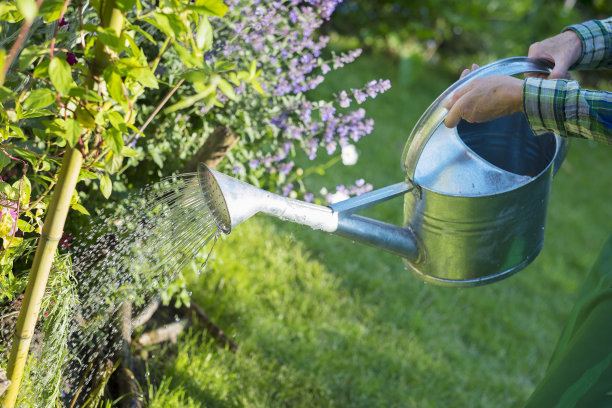 园艺妇女在花园里浇花图片下载