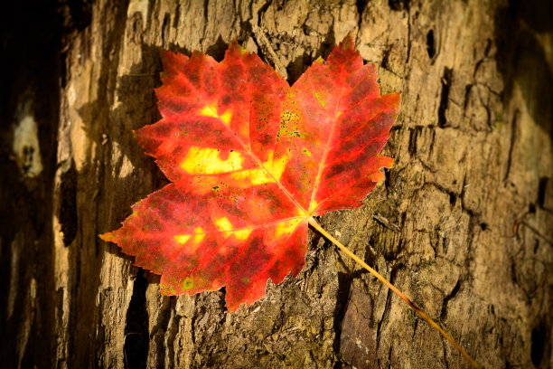 秋天的颜色图片下载