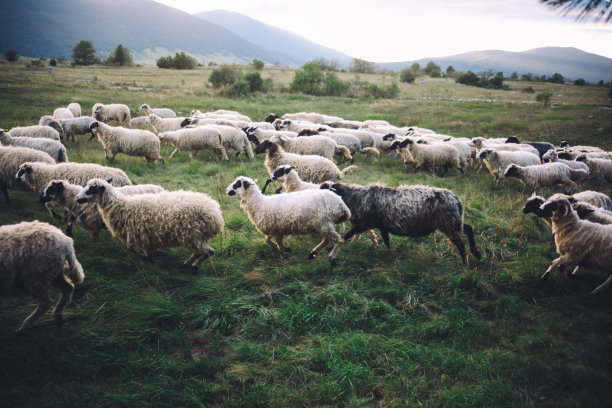 羊群在田野里奔跑图片下载