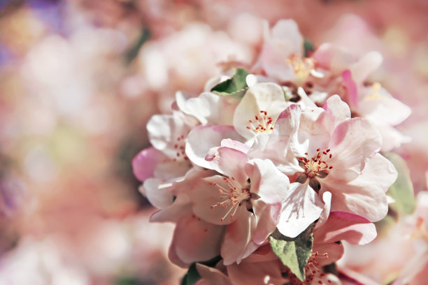 春花花背景图片下载