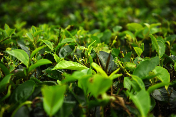 茶叶种植园，斯里兰卡图片下载