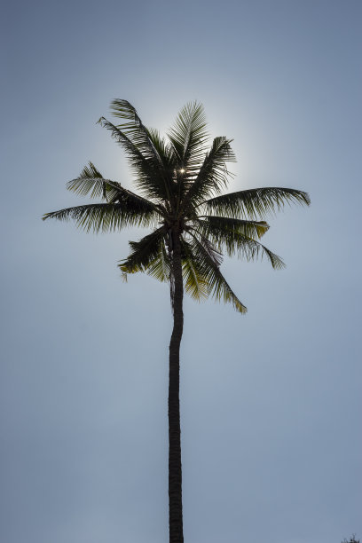 天上的椰子树图片下载