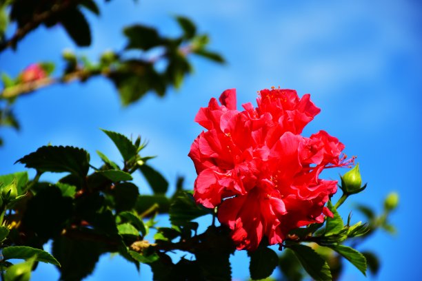 红色的花图片下载