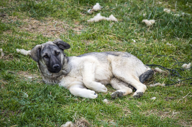 狗，狗，狗，肖像狗图片，不同品种的狗，躺着的狗，玩着的狗，睡觉的狗图片，有趣和美丽的狗图片，流浪狗，饥饿和疲倦的狗，可爱的狗图片下载