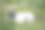 狗，狗，狗，肖像狗图片，不同品种的狗，躺着的狗，玩着的狗，睡觉的狗图片，有趣和美丽的狗图片，流浪狗，饥饿和疲倦的狗，可爱的狗图片下载