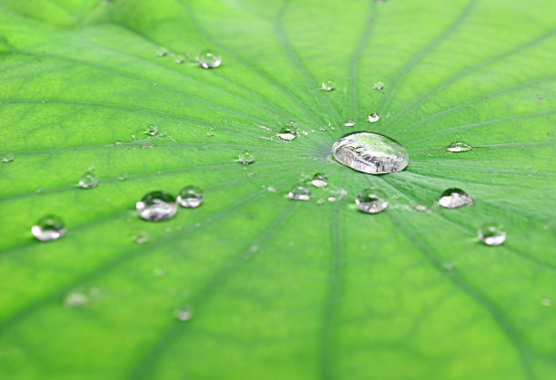 荷叶上的露珠特写图片下载