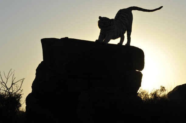 老虎的剪影图片下载