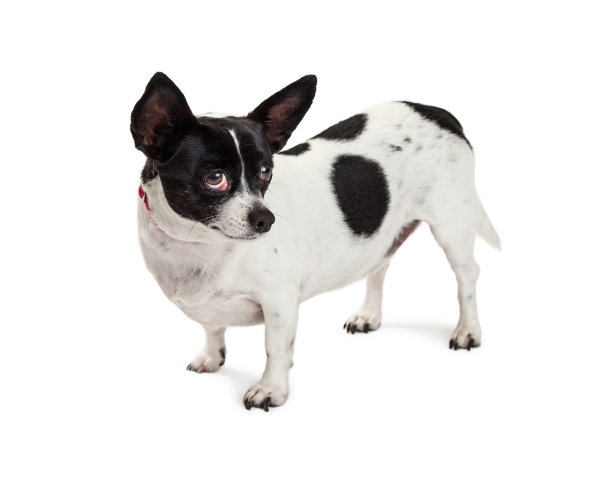 害羞的小狗眼睛向上看图片下载