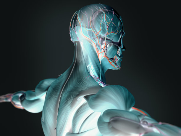 解剖学未来扫描技术，像x光一样。背部和头部。图片下载