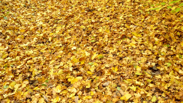 秋天的落叶图片下载