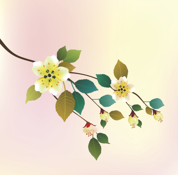 傍晚在花园里盛开的樱桃图片下载