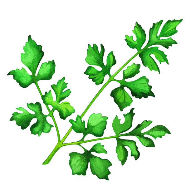 水彩叶子欧芹孤立在白色的背景图片下载