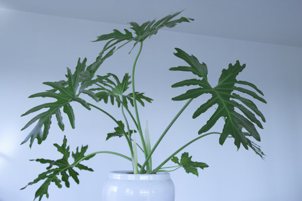 观叶植物素材图片