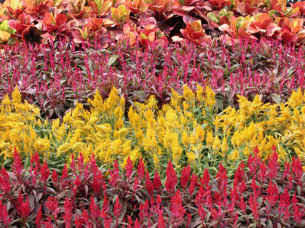 花的分类图片下载