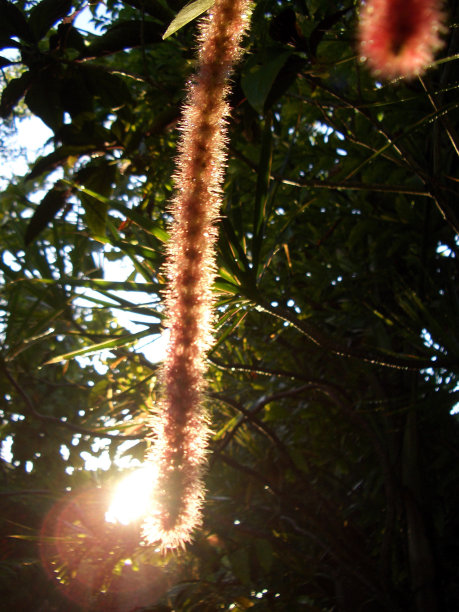热带粉红色雪尼尔植物的剪影在阳光下图片下载
