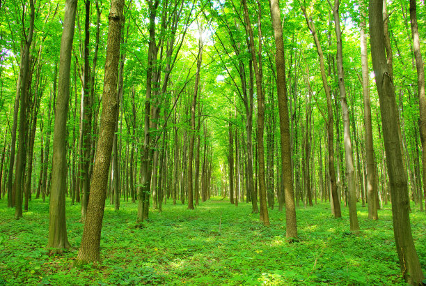 森林图片下载