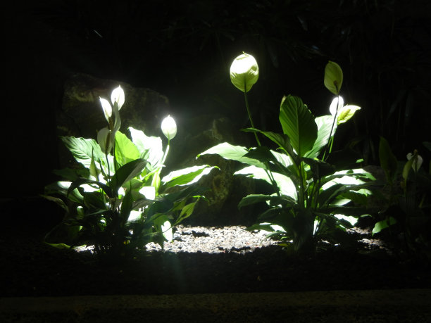 阳光的花朵图片下载