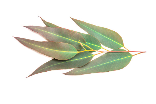 靠近桉树的叶子在白色的背景图片下载