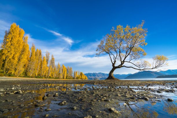 新西兰南岛的瓦纳卡树，秋天黄叶蓝天图片下载