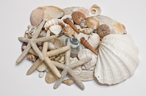装饰、海星和贝壳图片下载