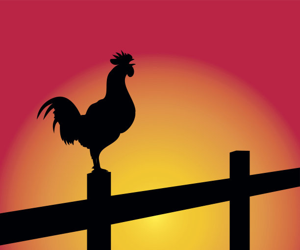 篱笆上啼叫的公鸡图片下载