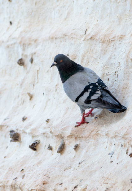 在以色列的Rosh Hanikra，一只鸽子坐在一块岩石上晒太阳图片下载